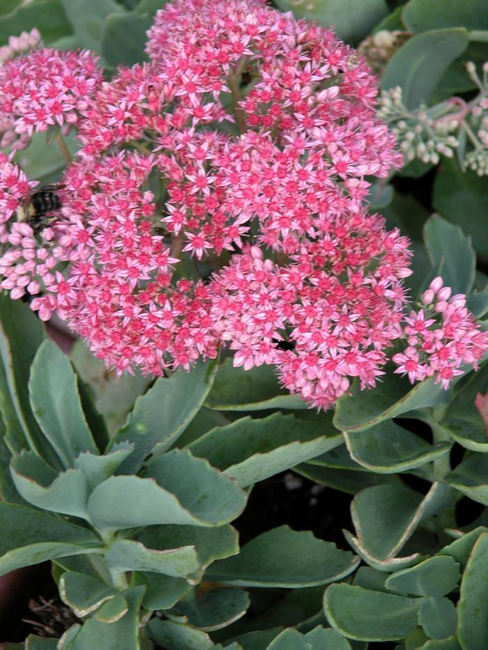 Sedum X Abbeydore - View 8 from www redcrocus com