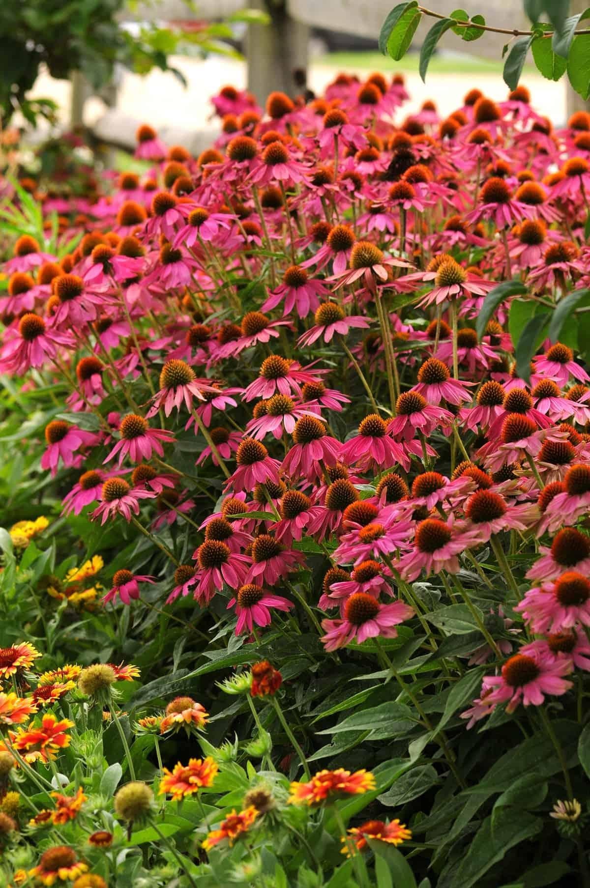 Echinacea Purpurea 'powwow Wild Berry' - View 10 from www redcrocus com