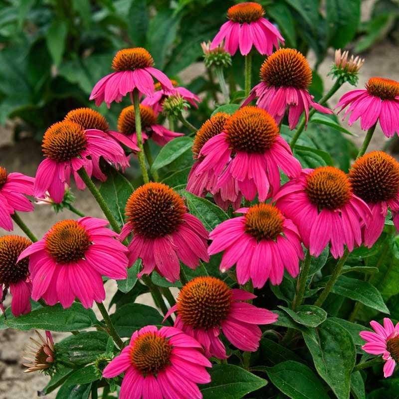 Echinacea Purpurea 'powwow Wild Berry' - View 11 from www redcrocus com