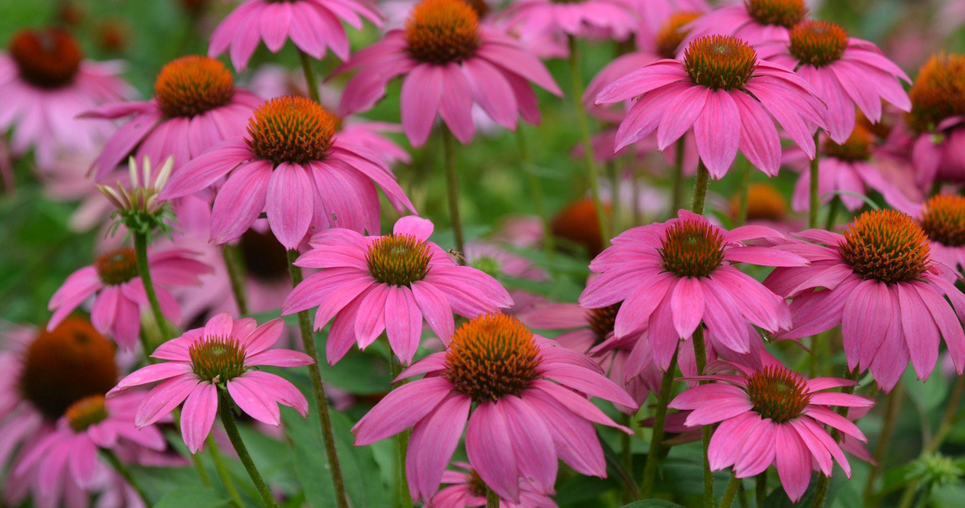 Echinacea Purpurea 'powwow Wild Berry' - View 12 from www redcrocus com