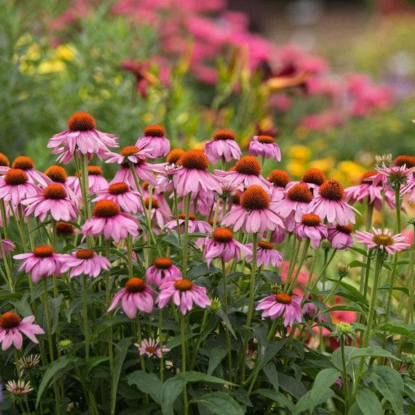 Echinacea Purpurea 'powwow Wild Berry' - View 13 from www redcrocus com
