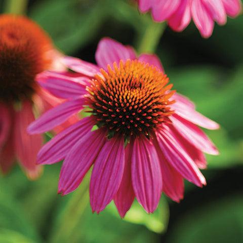 Echinacea Purpurea 'powwow Wild Berry' - View 15 from www redcrocus com