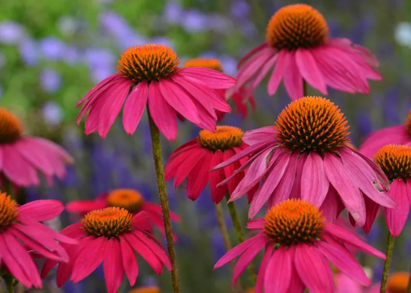 Echinacea Purpurea 'powwow Wild Berry' - View 1 from www redcrocus com