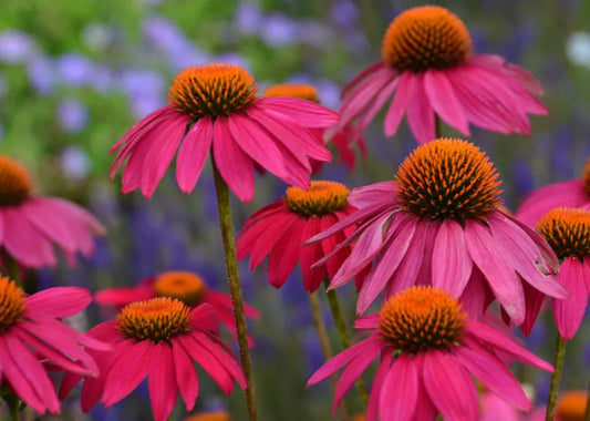 Echinacea Purpurea 'powwow Wild Berry' - View 1 from www redcrocus com