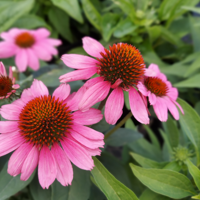 Echinacea Purpurea 'powwow Wild Berry' - View 20 from www redcrocus com