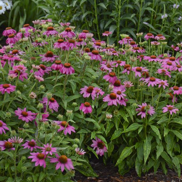 Echinacea Purpurea 'powwow Wild Berry' - View 2 from www redcrocus com