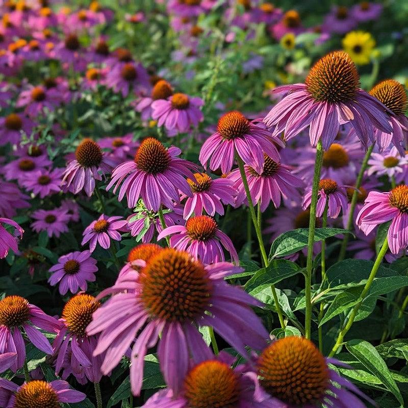 Echinacea Purpurea 'powwow Wild Berry' - View 3 from www redcrocus com