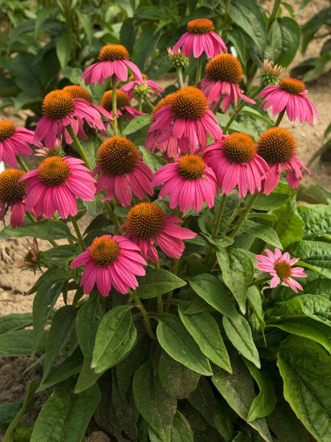 Echinacea Purpurea 'powwow Wild Berry' - View 9 from www redcrocus com