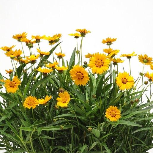 Coreopsis Grandiflora Sunfire - View 10 from www redcrocus com