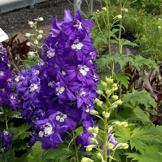 Delphinium Elatum Magic Fountain Dark Blue Dark Bee - View 11 from www redcrocus com