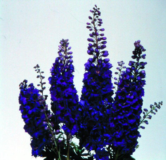 Delphinium Elatum Magic Fountain Dark Blue Dark Bee - View 1 from www redcrocus com