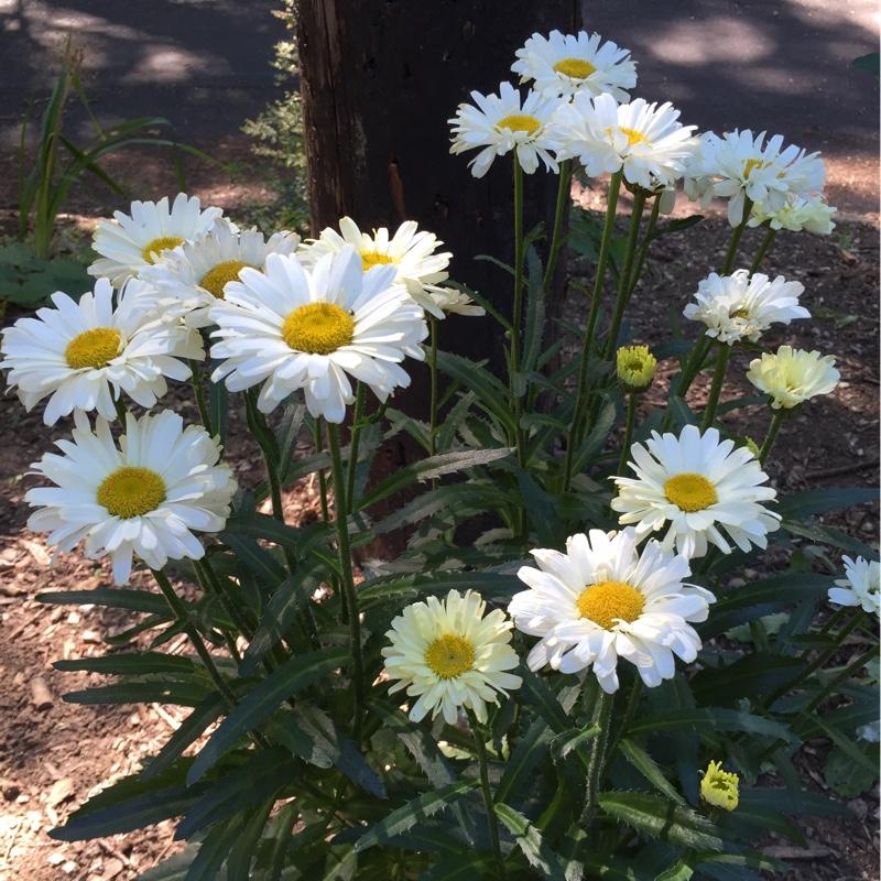 Leucanthemum X Superbum Real Dream - View 10 from www redcrocus com