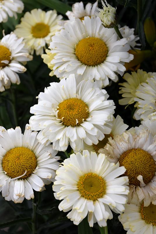 Leucanthemum X Superbum Real Dream - View 11 from www redcrocus com