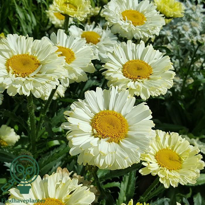 Leucanthemum X Superbum Real Dream - View 12 from www redcrocus com