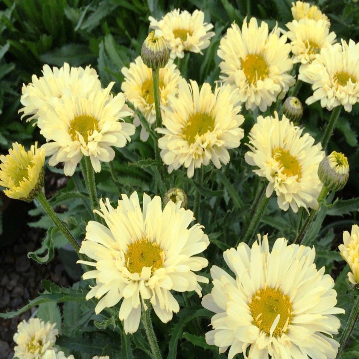 Leucanthemum X Superbum Real Dream - View 16 from www redcrocus com