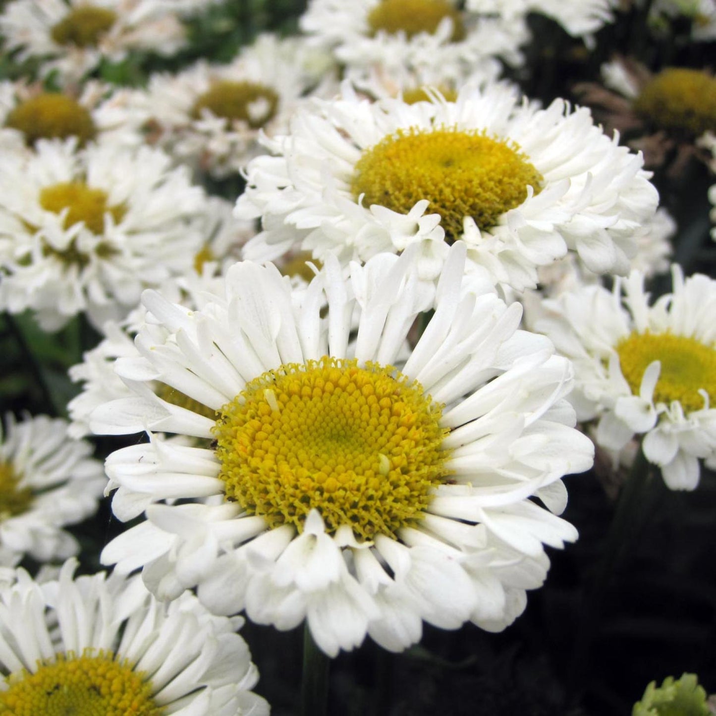 Leucanthemum X Superbum Real Dream - View 18 from www redcrocus com