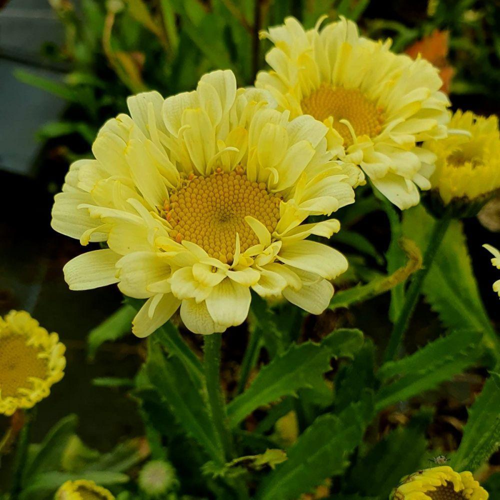 Leucanthemum X Superbum Real Dream - View 19 from www redcrocus com