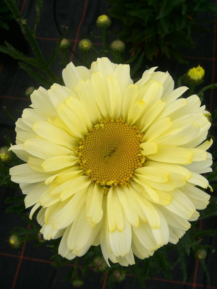 Leucanthemum X Superbum Real Dream - View 1 from www redcrocus com