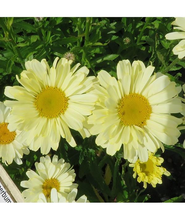 Leucanthemum X Superbum Real Dream - View 2 from www redcrocus com