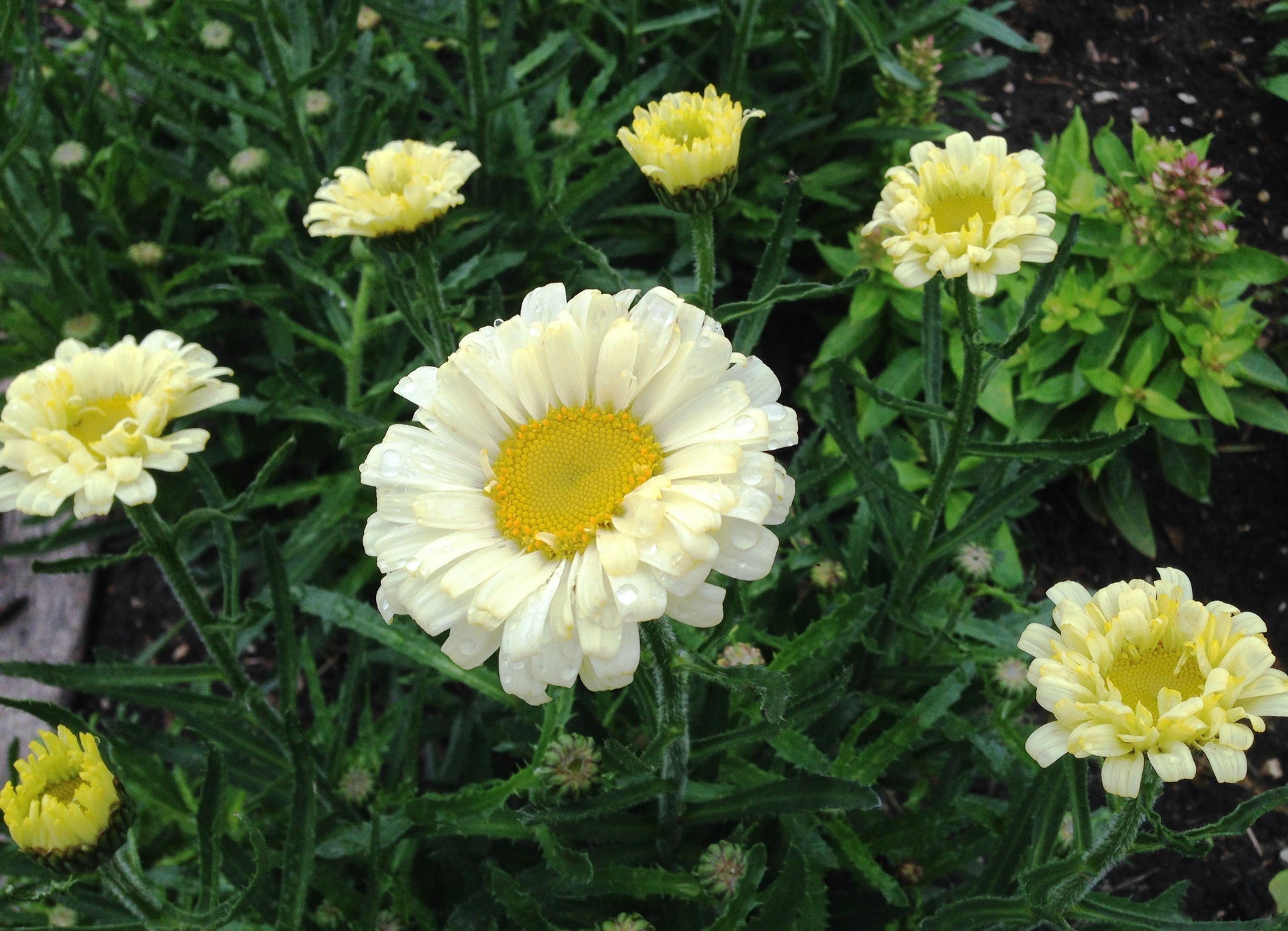 Leucanthemum X Superbum Real Dream - View 3 from www redcrocus com