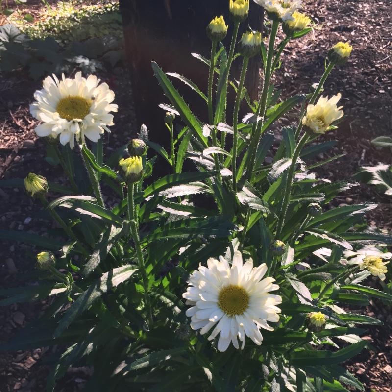 Leucanthemum X Superbum Real Dream - View 4 from www redcrocus com