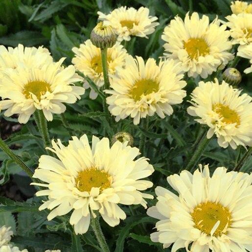 Leucanthemum X Superbum Real Dream - View 5 from www redcrocus com