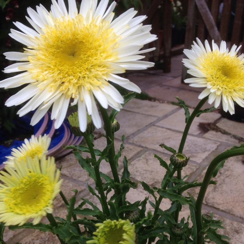 Leucanthemum X Superbum Real Dream - View 6 from www redcrocus com