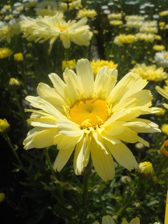 Leucanthemum X Superbum Real Dream - View 7 from www redcrocus com