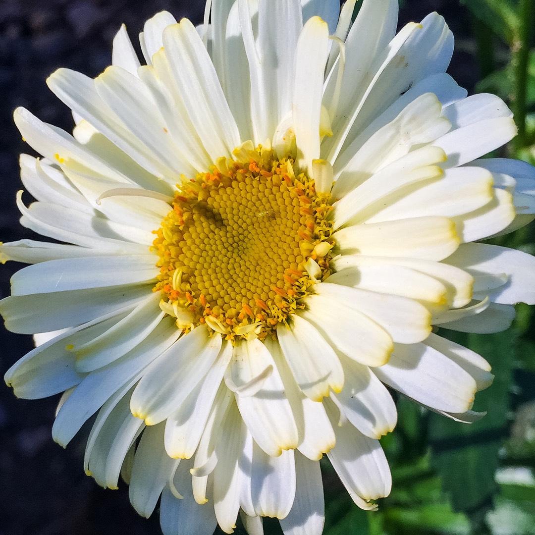 Leucanthemum X Superbum Real Dream - View 8 from www redcrocus com