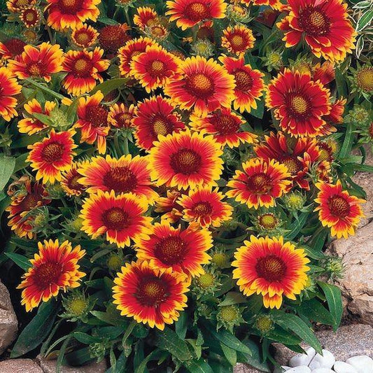 Gaillardia X Grandiflora Arizona Red Shades - View 11 from www redcrocus com