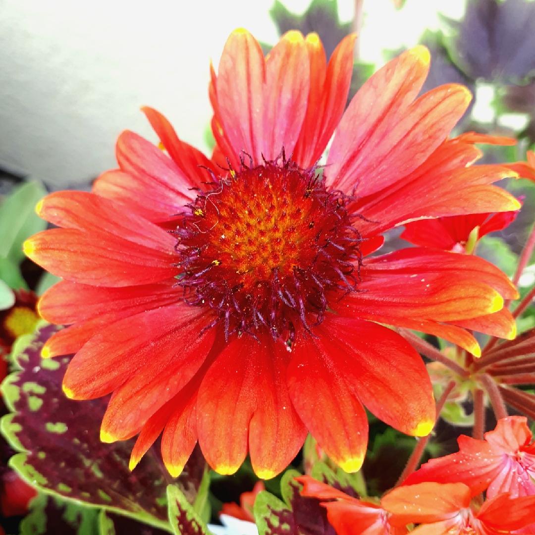 Gaillardia X Grandiflora Arizona Red Shades - View 12 from www redcrocus com