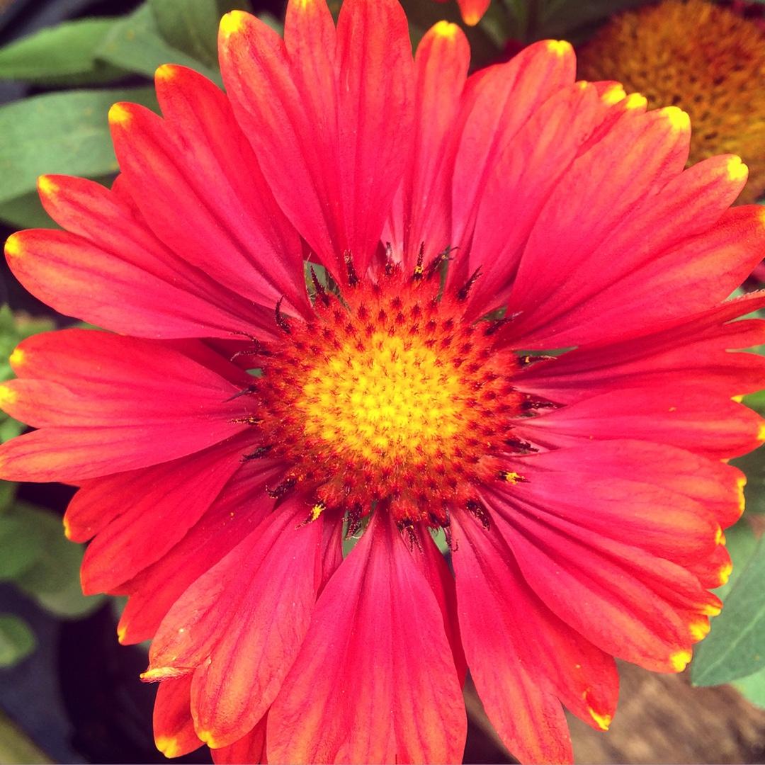Gaillardia X Grandiflora Arizona Red Shades - View 13 from www redcrocus com