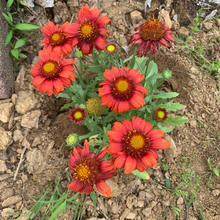 Gaillardia X Grandiflora Arizona Red Shades - View 14 from www redcrocus com