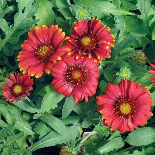 Gaillardia X Grandiflora Arizona Red Shades - View 15 from www redcrocus com