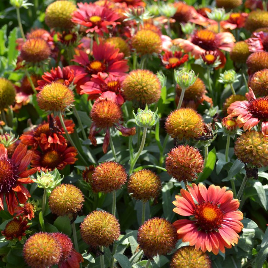 Gaillardia X Grandiflora Arizona Red Shades - View 16 from www redcrocus com
