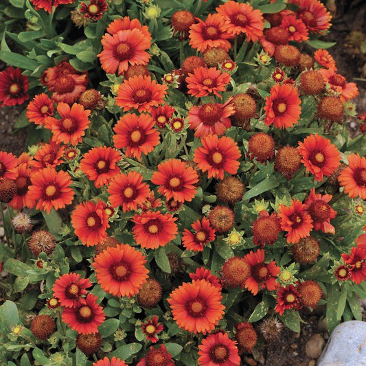Gaillardia X Grandiflora Arizona Red Shades - View 1 from www redcrocus com