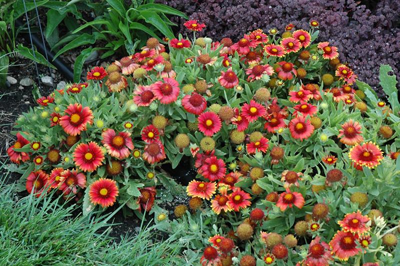 Gaillardia X Grandiflora Arizona Red Shades - View 2 from www redcrocus com