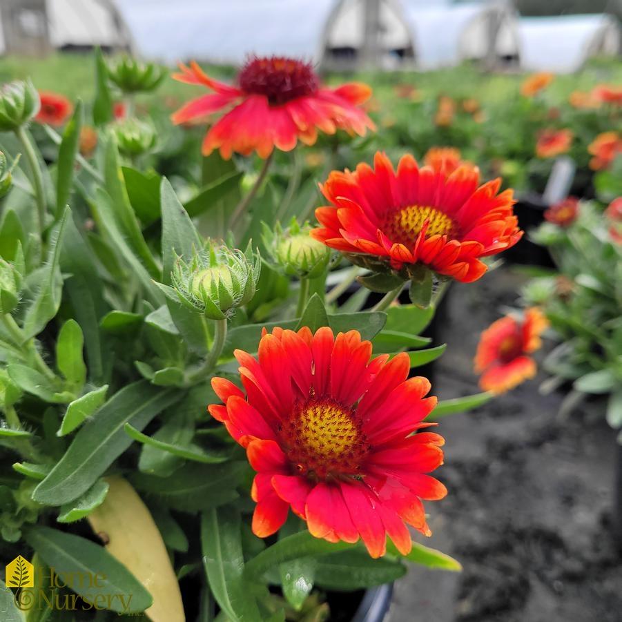Gaillardia X Grandiflora Arizona Red Shades - View 3 from www redcrocus com