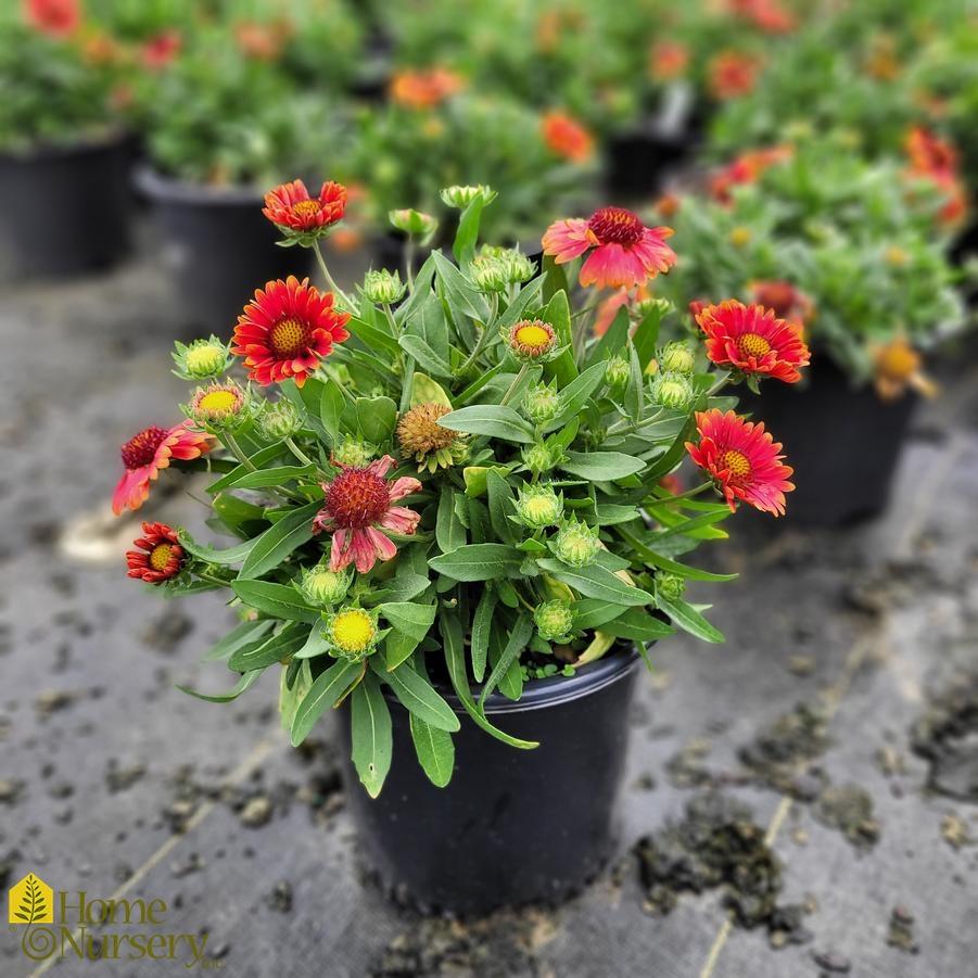 Gaillardia X Grandiflora Arizona Red Shades - View 4 from www redcrocus com
