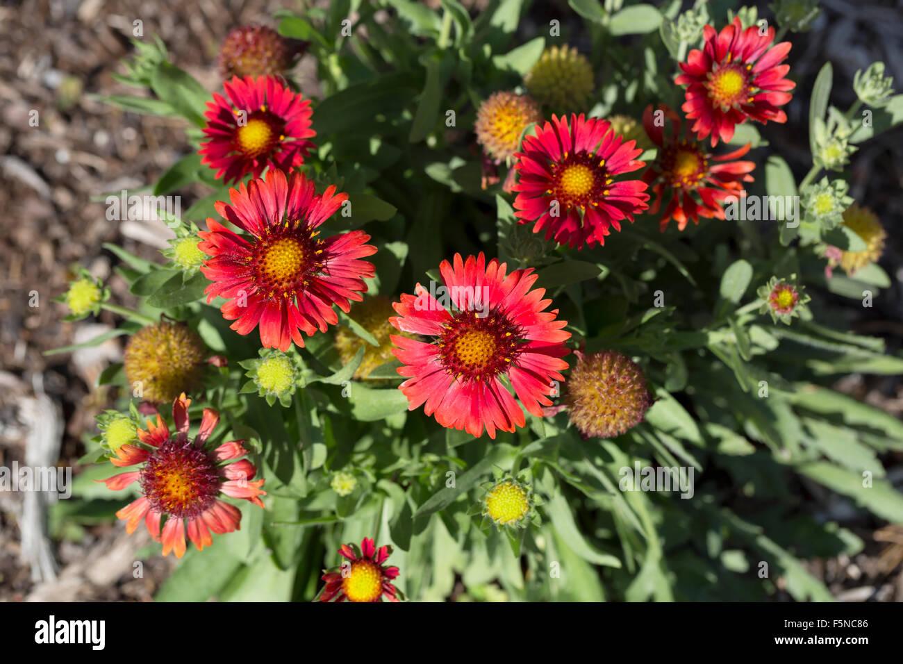 Gaillardia X Grandiflora Arizona Red Shades - View 8 from www redcrocus com