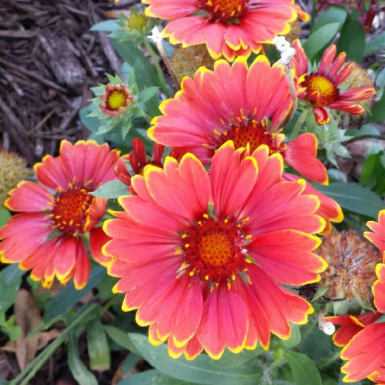 Gaillardia X Grandiflora Arizona Red Shades - View 9 from www redcrocus com