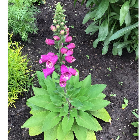 Digitalis Purpurea Dalmatian Purple - View 10 from www redcrocus com
