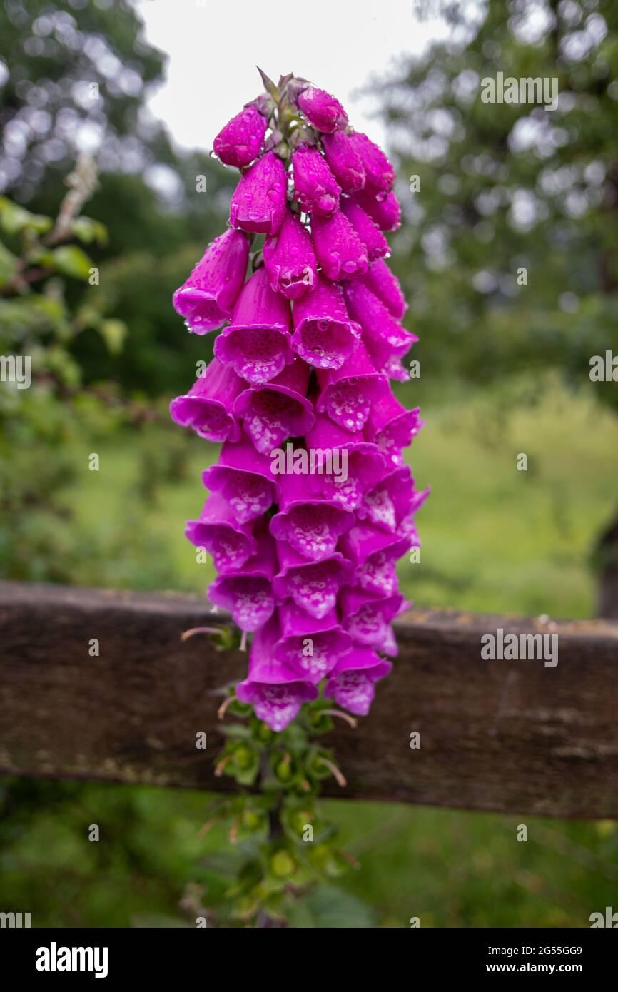 Digitalis Purpurea Dalmatian Purple - View 7 from www redcrocus com