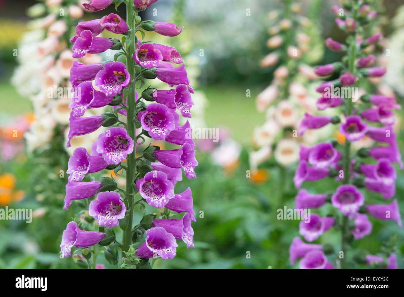 Digitalis Purpurea Dalmatian Purple - View 9 from www redcrocus com