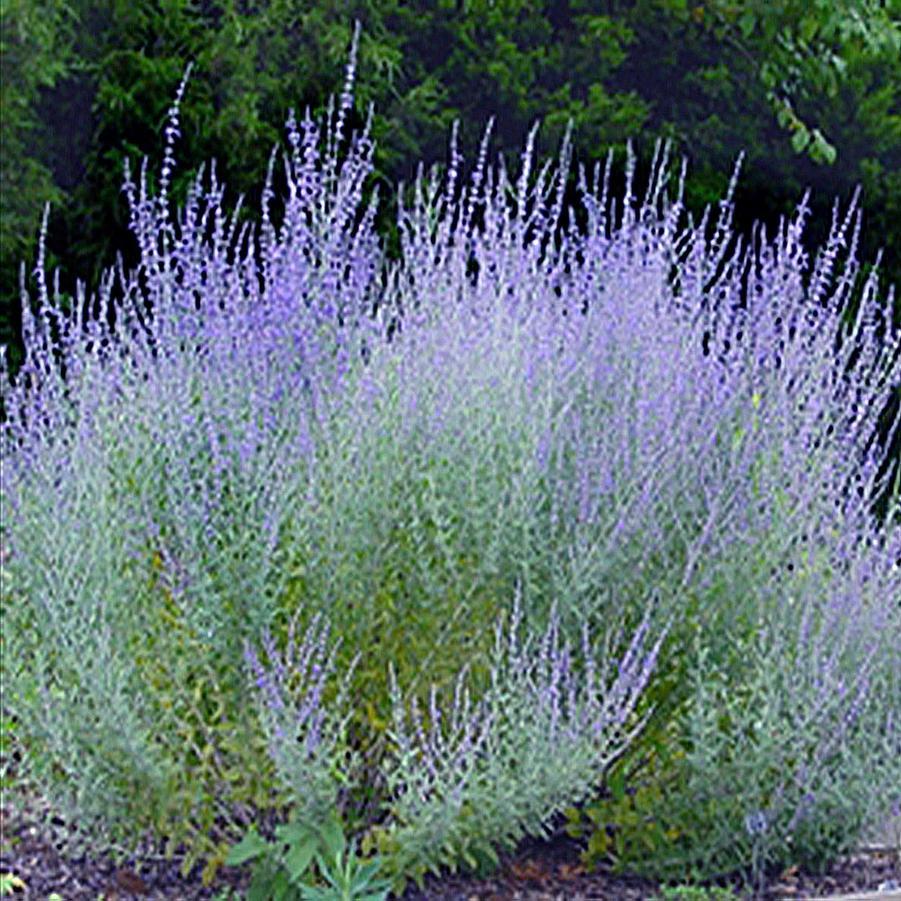 Perovskia Atriplicifolia Little Spire - View 2 from www redcrocus com