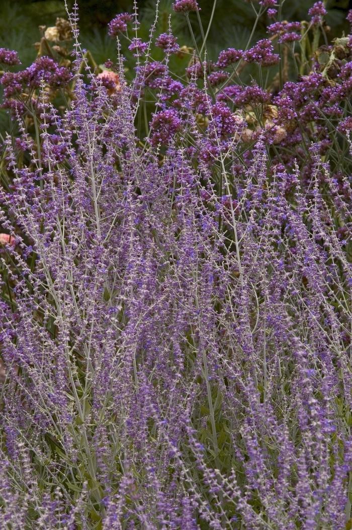Perovskia Atriplicifolia Little Spire - View 9 from www redcrocus com