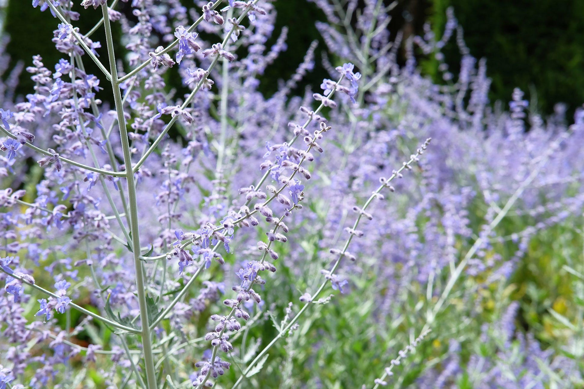 Perovskia Atriplicifolia - View 11 from www redcrocus com