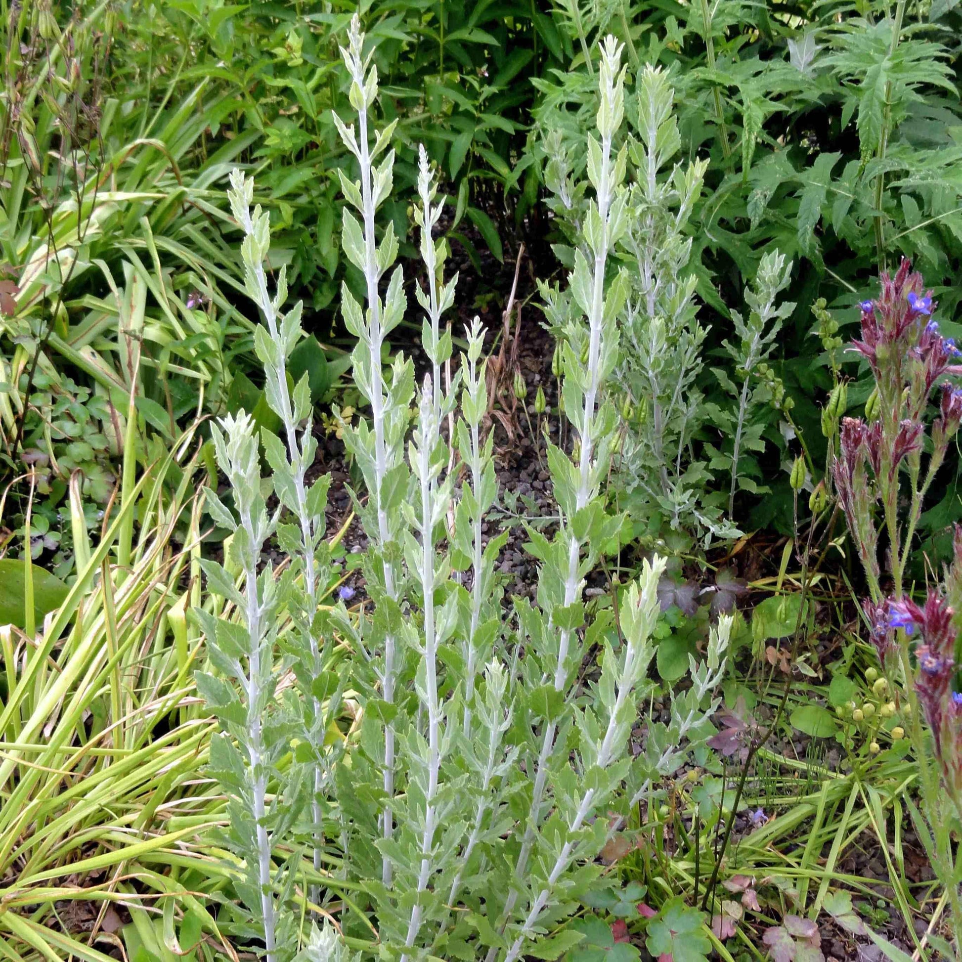 Perovskia Atriplicifolia - View 13 from www redcrocus com