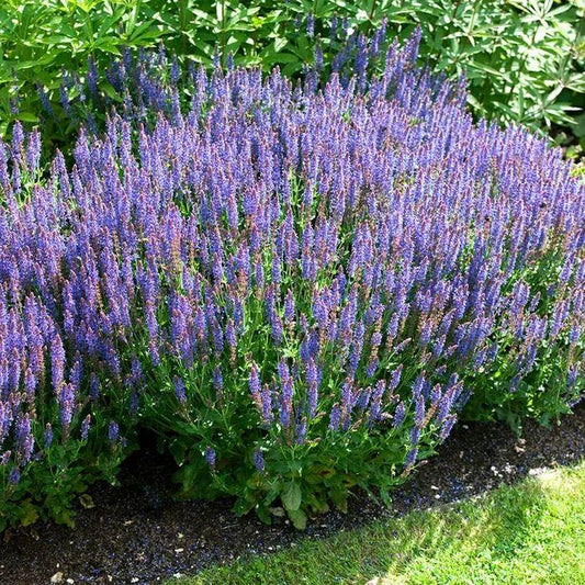 Salvia Nemorosa Blue Hill - View 11 from www redcrocus com