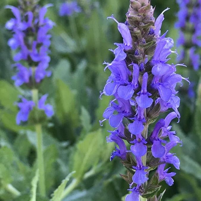 Salvia Nemorosa Blue Hill - View 12 from www redcrocus com
